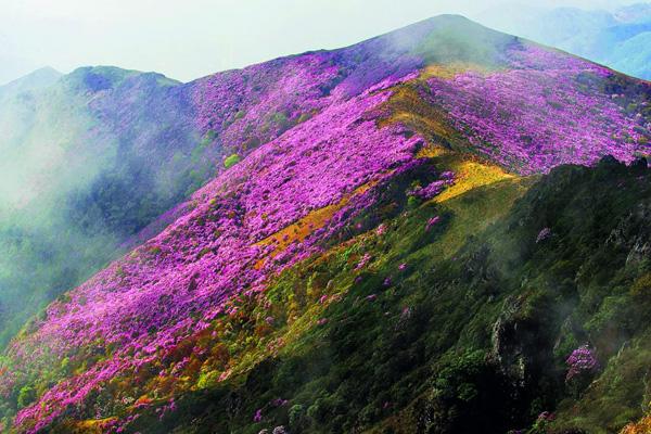 四川哪里有杜鹃花 四川十大赏杜鹃花最好的地方（会理龙肘山攻略）