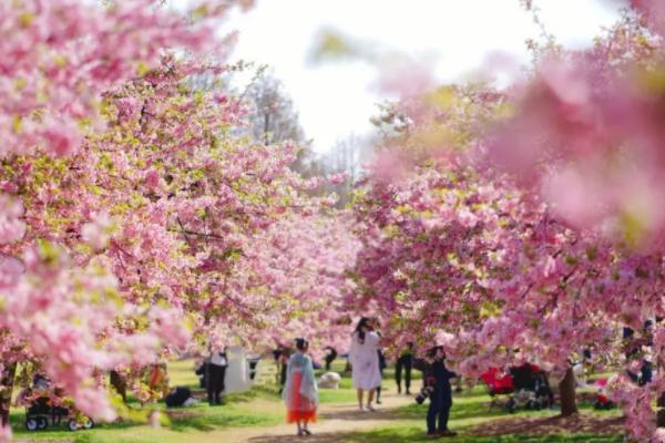 2023湖南省植物园春季花展时间（樱花展攻略）