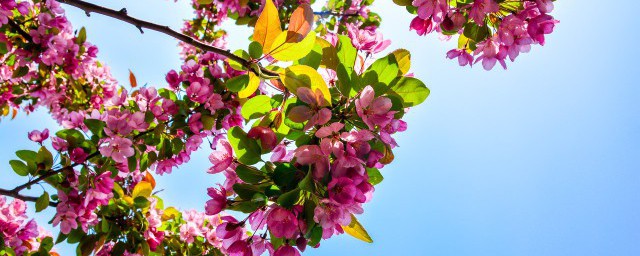 杭州赏花小众景点有哪些 杭州赏花小众景点介绍