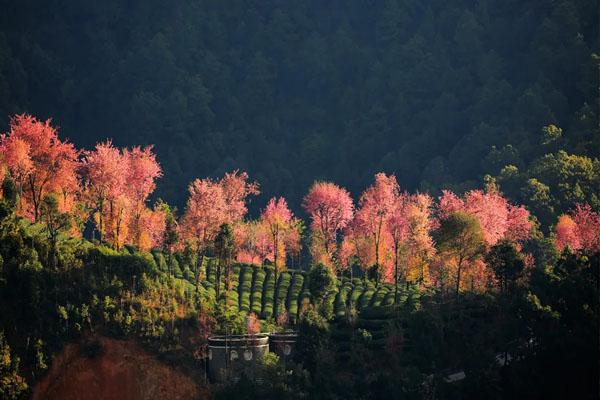 大理无量山樱花谷最佳观赏时间2023