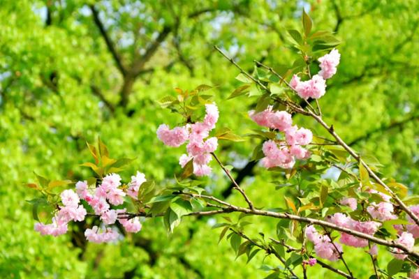 株洲看樱花的地方 株洲哪里有樱花看