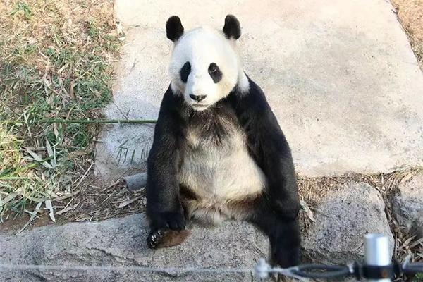 威海有熊猫吗在哪里 哪个动物园有熊猫