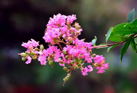 紫薇花什么季节开花3