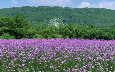 光谷马鞭草花海门票贵不贵,武汉光谷马鞭草花海在哪里