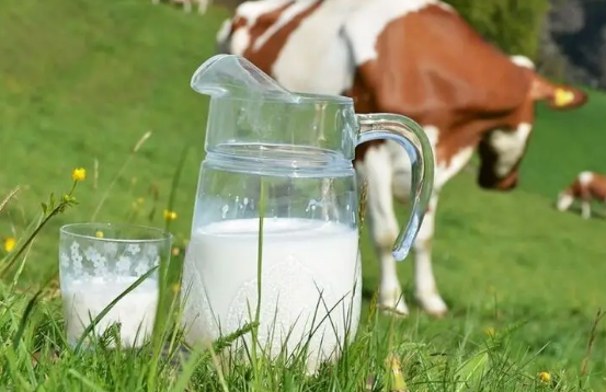 生牛乳一定要煮开才喝吗,生牛乳是直接喝还是煮一煮