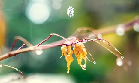 白露节气吃什么养生 3