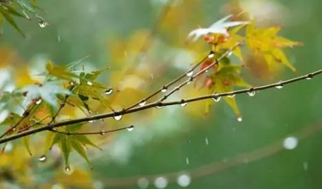 白露节气吃什么养生 1