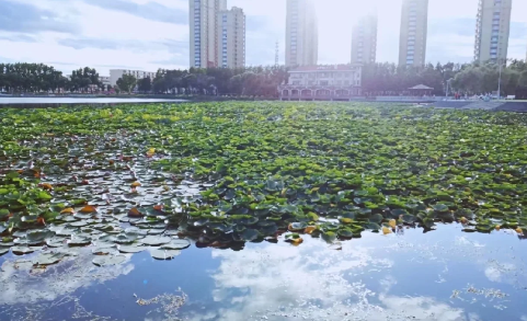 鹤岗是哪个省的城市1