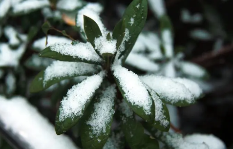 正月里下雪是好兆头吗2