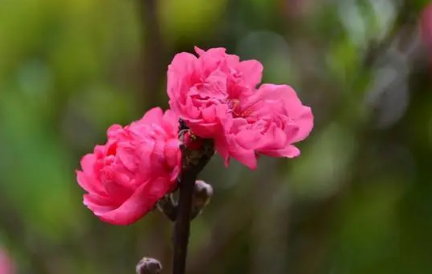 命中缺桃花运的人该怎么办1