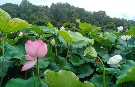 2023上海夏天要热到几月份1