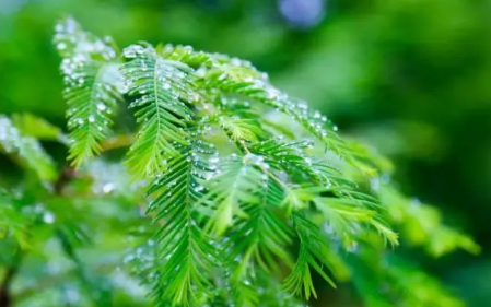 2023年2月19日雨水是几九 1