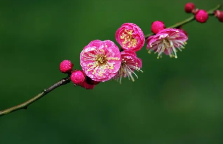 3月去长沙橘子洲能看到梅花吗2