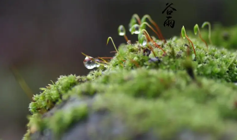 谷雨前后小麦怎么管理 2023谷雨前后小麦需要打药吗