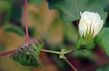 芒种种棉花晚吗 2023年芒种能不能种棉花