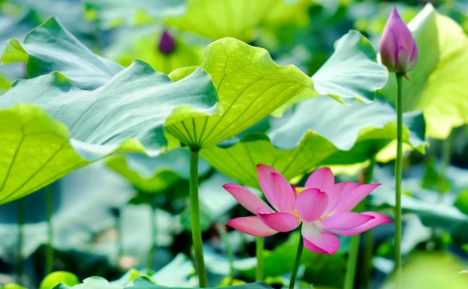 成都今年夏天最热多少度3