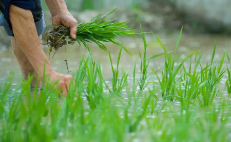 芒种是下雨好还是不下雨好 2023年芒种会下雨吗