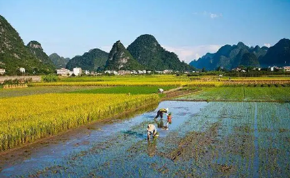 芒种下雨预示以后天气会怎样(2023年芒种下雨是旱还是涝)