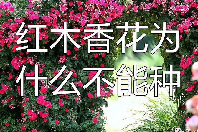 黄木香花为什么不能种（黄木香无法种植的真相揭秘）