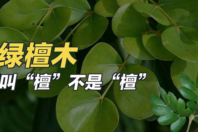 绿檀和黑檀哪个更好（木材鉴定师深入对比两种材质）