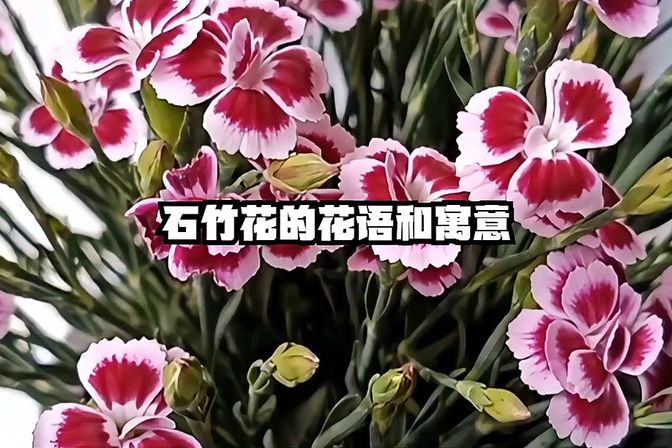 石竹花的寓意和象征（不同文化背景下对石竹花的诠释）