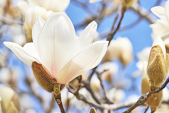 玉兰花的寓意与花语（传统文化背景下玉兰花的诉求）