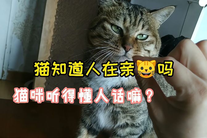 猫咪知道人类亲它吗（科普猫咪对人类亲昵的认知与反应）