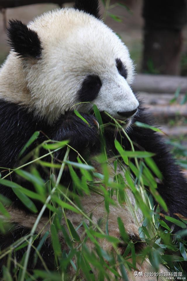 熊猫爱吃什么10种食物 (揭秘熊猫饮食习惯与特点)