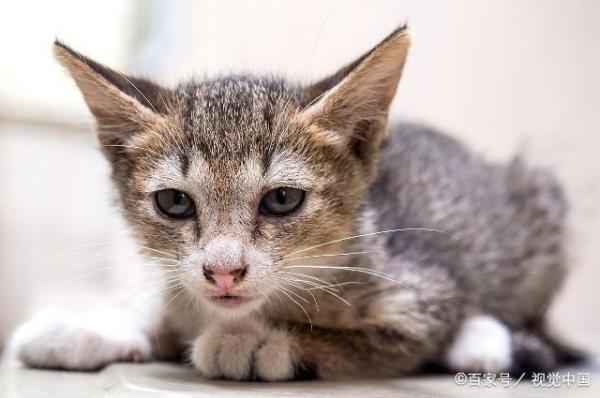 猫弓背什么意思（了解猫咪各种情绪和行为姿态的含义）