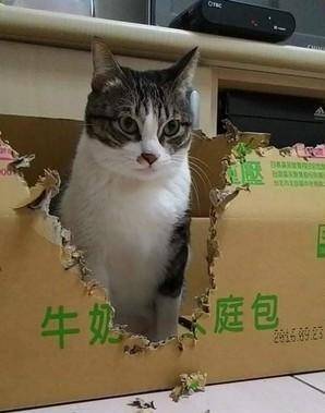 猫咪牵引绳怎么套（教你正确使用猫咪牵引绳的方法和技巧）