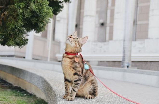 猫咪乱拉屎的原因（看懂猫咪拉屎习惯背后的原因）