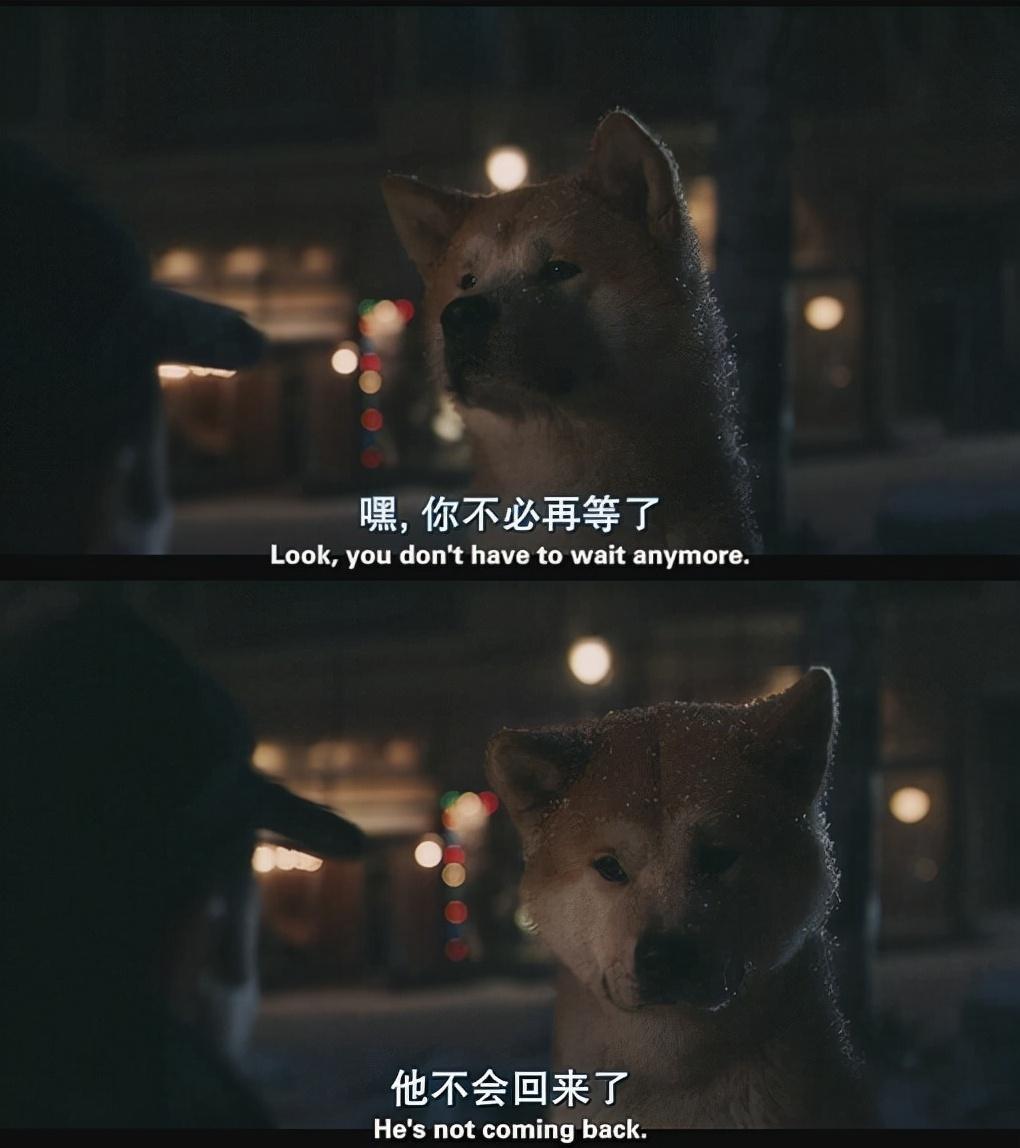 忠犬八公的故事简介（一部能看哭你的电影）