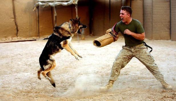 警犬品种介绍及特点分析（了解各种警犬特点）