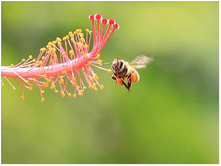 蜂胶是怎么形成的（蜂胶究竟是怎么来的呢）