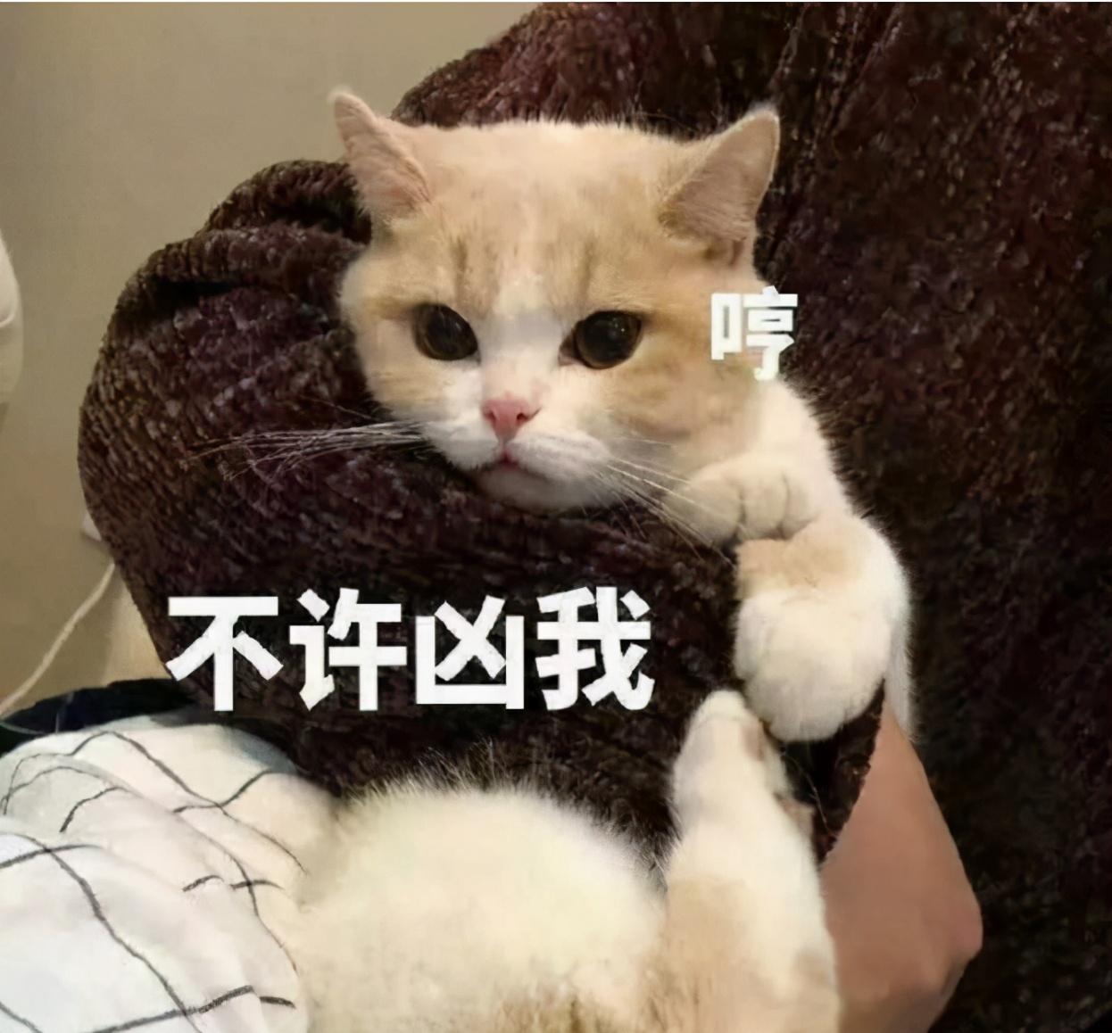 猫咪讨厌你的表现（猫咪讨厌你的表现有哪些）