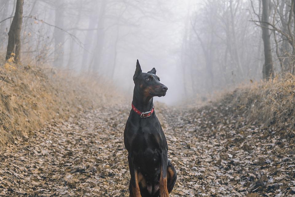 杜宾犬的优点和缺点（小型杜宾犬的优点和缺点）