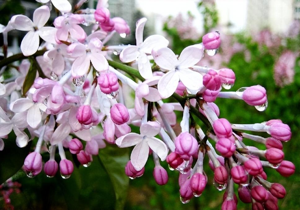 丁香花的养殖方法和注意事项（丁香花种院子里风水好吗）