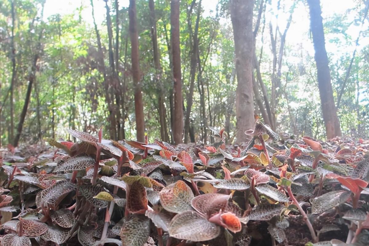 金线莲的价格大概多少钱（金线莲市场价格是多少）