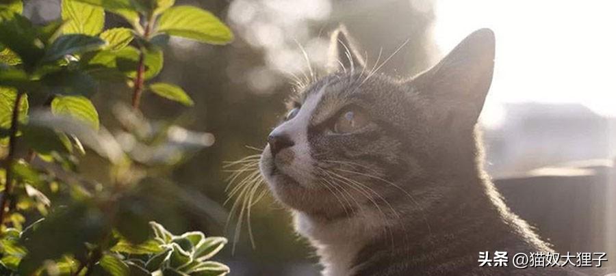 流浪猫可以带回家吗（领养流浪猫需要注意什么）