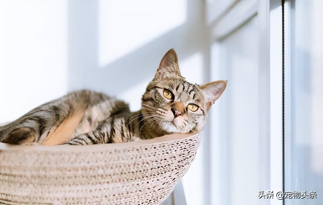 猫砂可以冲进马桶吗（混合猫砂猫屎可以直接冲到马桶里吗）