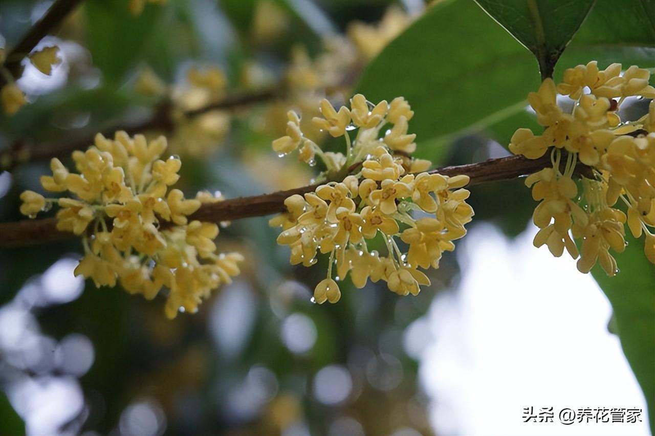 庭院十大吉祥树排名（庭院种什么花最旺宅）