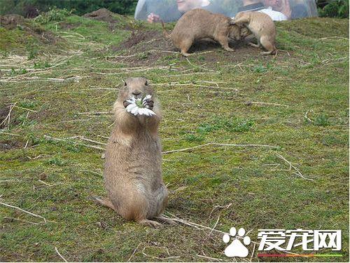 土拨鼠可以当宠物吗（土拨鼠是保护动物吗）