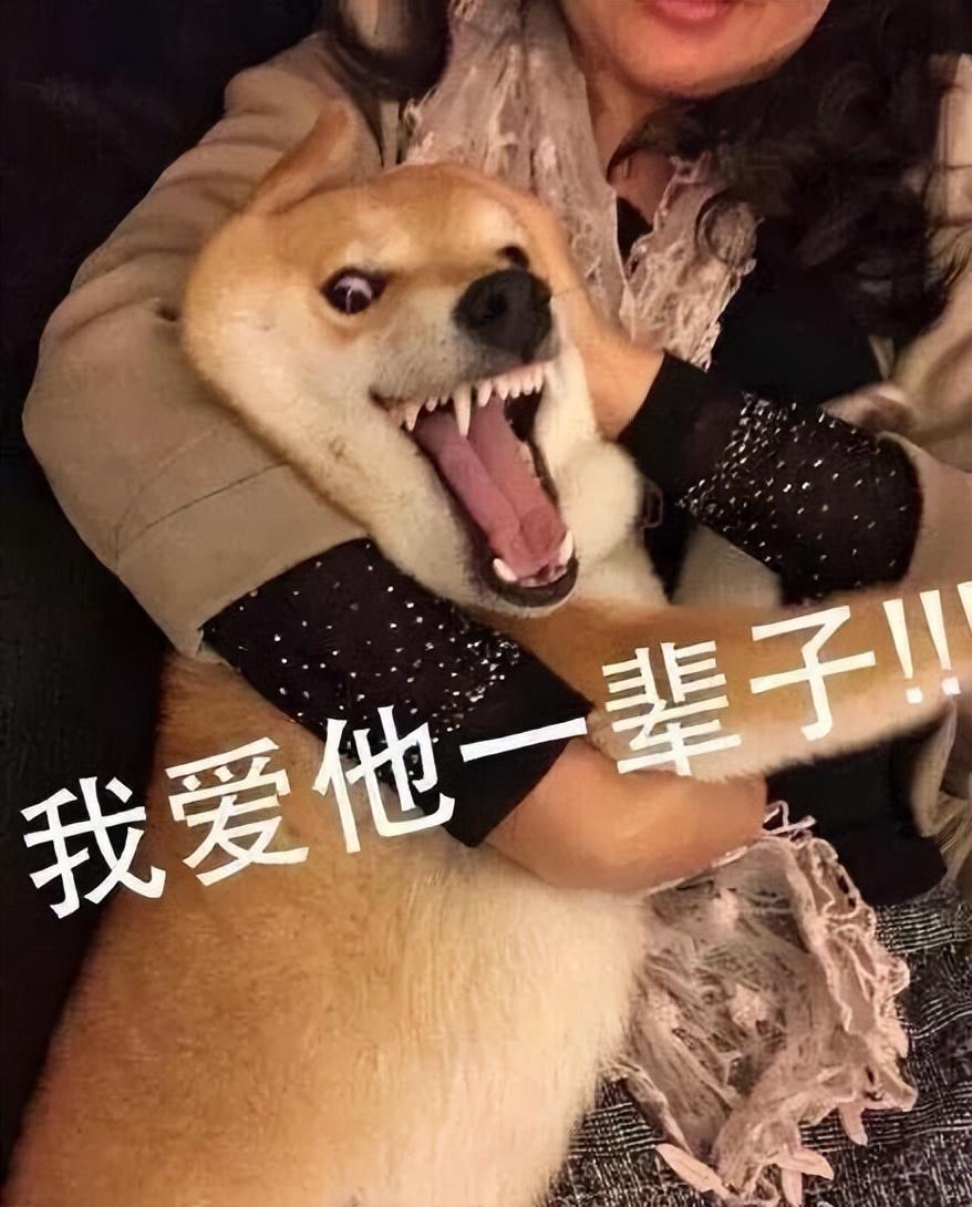 怎样看出幼犬认主人了（狗狗认主的几大表现）