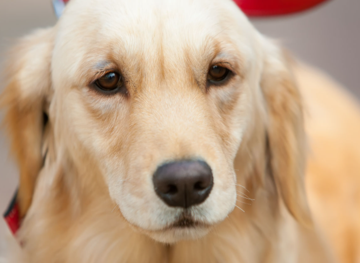 金毛幼犬一只多少钱（纯种金毛幼犬一只多少钱）