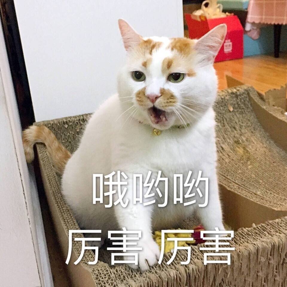 猫叫声驱鼠时长20分钟（不同的喵叫声代表不同的含义）