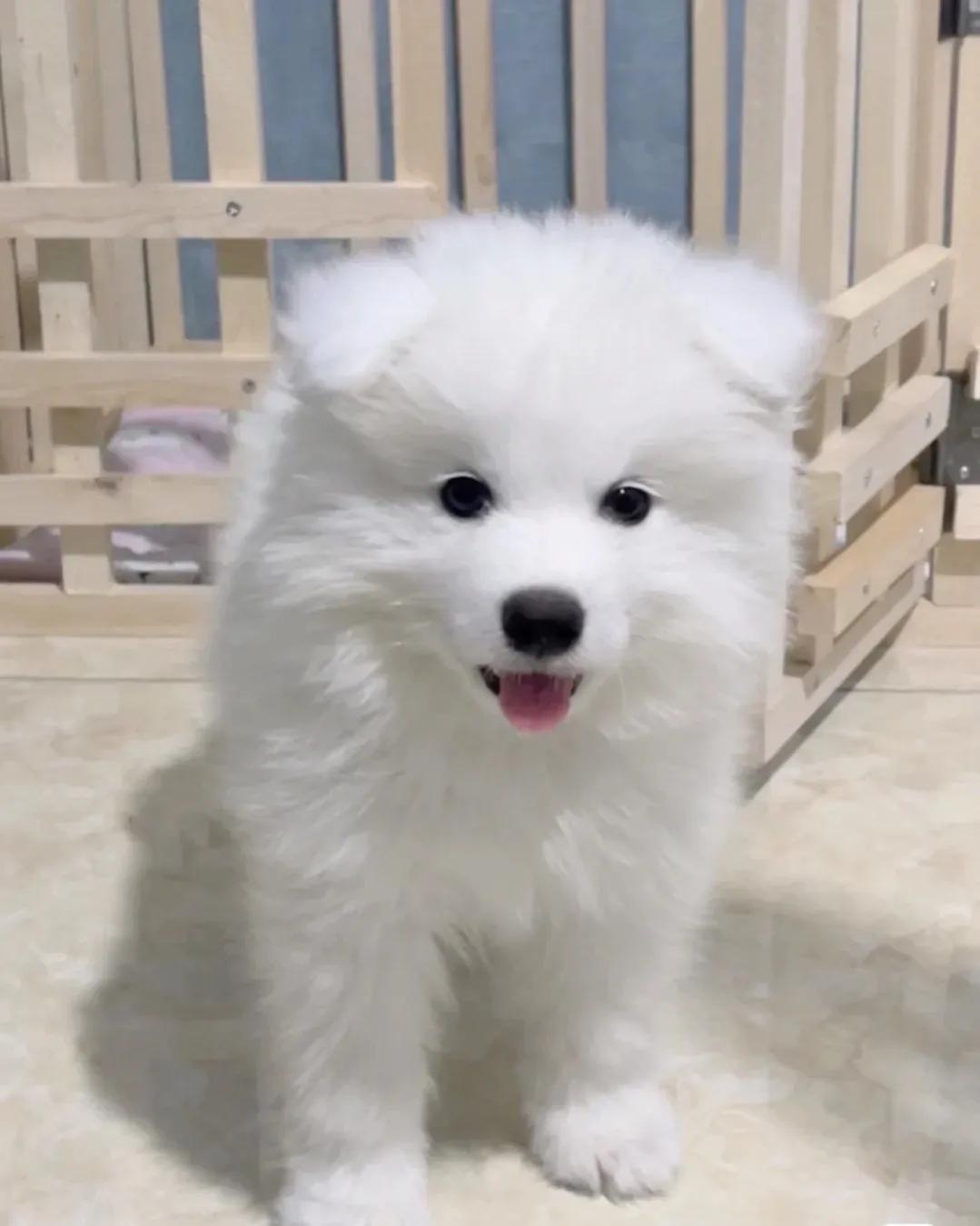 十大新手最好养的大型犬（新手适合养什么大型犬）