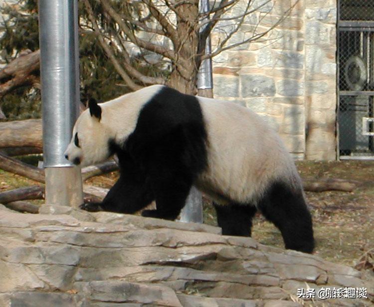 大熊猫的生活习性是什么（为何喜欢吃竹子）