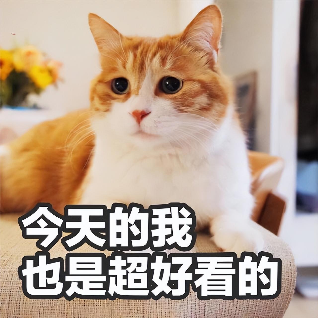 世界上十大最漂亮的猫排名（猫界颜值排行榜）