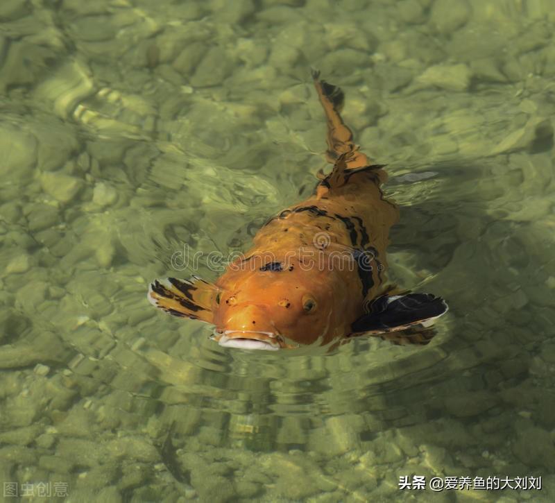 养鱼养几条好（养鱼养几条好单数还是双数）