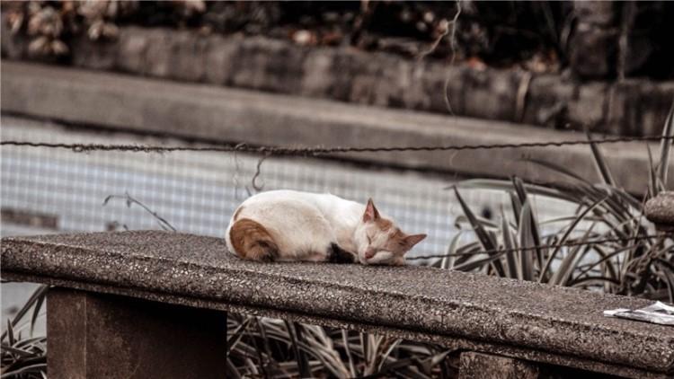 猫厕所的位置千万不能随便放（养猫家里臭味怎么去除）